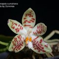 Phalaenopsis sumatrana