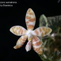 Phalaenopsis sumatrana-1