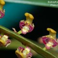 Bulbophyllum falcatum