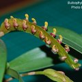 Bulbophyllum falcatum-1