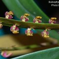 Bulbophyllum falcatum-2