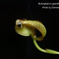 Bulbophyllum grandiflorum