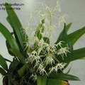 Bulbophyllum laxiflorum-2.