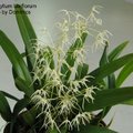 Bulbophyllum laxiflorum-1.