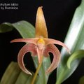 Bulbophyllum lobbii.