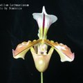 Paphiopedilum Lathmanianum (Paph. spicerianum x Paph. villosum)

