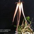 Bulbophyllum longissimum.