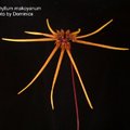 Bulbophyllum makoyanum