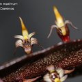 Bulbophyllum maximum-2