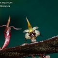 Bulbophyllum maximum-3