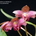 Bulbophyllum sumatranum-1