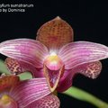 Bulbophyllum sumatranum-2