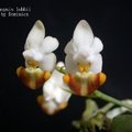 Phalaenopsis lobbii-5