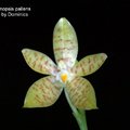 Phalaenopsis pallens