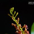 學 名 : Liparis gross(異名:Liparis rezalensis)
中文名稱:恆春羊耳蒜 (紅鈴蟲蘭) 
產 區 : 台灣
植株大小 : 6 ~ 15公分
花 徑 : 0.5 ~ 0.9公分
花 期 : 夏季 ~ 秋季
花 壽 : 10 ~ 14天
氣 味 : 微臭
日 照 : 中光
栽培難度 : 容易