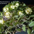 Gastrochilus formosanus-1