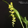 Dendrochilum formosanum