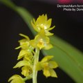 Dendrochilum formosanum-2