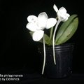Amesiella philippinensis-2