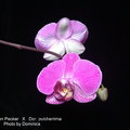 P.Ggolden Peoker   X   Dor. pulcherrima-1