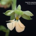 Calanthe argenteo-striata