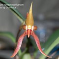 Bulbophyllum nymphopolitanum