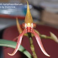 Bulbophyllum nymphopolitanum-1