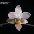 Phalaenopsis equestris-3