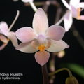 Phalaenopsis equestris-1