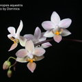 Phalaenopsis equestris-2