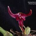 Bulbophyllum patens