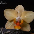 P. Little Emperor