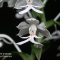 Calanthe triplicata