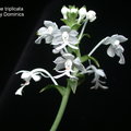 Calanthe triplicata-1