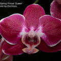 P. Ever Spring Prince 'Queen'