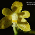 Phalaenopsis pallens-1