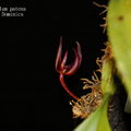 Bulbophyllum patens-1