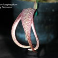 Bulbophyllum longisepalum