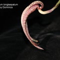 Bulbophyllum longisepalum-1