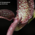 Bulbophyllum longisepalum-2