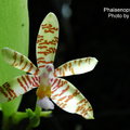 Phalaenopsis fasciata-1