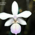 Phalaenopsis lindenii