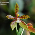 Phalaenopsis borneensis