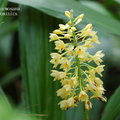 Calanthe formosana