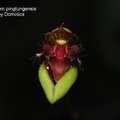 Bulbophyllum pingtungensis