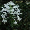 Calanthe triplicata-2