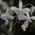 Phalaenopsis lindenii-1