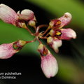 Bulbophyllum pulchellum