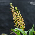 學 名 : Liparis gross(異名:Liparis rezalensis) 中文名稱:恆春羊耳蒜 (紅鈴蟲蘭) 產 區 : 台灣植株大小 : 6 ~ 15公分花 徑 : 0.5 ~ 0.9公分花 期 : 夏季 ~ 秋季花 壽 : 10 ~ 14天氣 味 : 微臭日 照 : 中光栽培難度 : 容易