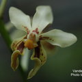 中文名稱 : 雅美萬代蘭
產區 : 台灣 (蘭嶼) ,菲律賓
植株大小 : 15 ~ 50公分
花徑 : 4 ~ 4.5公分
花期 : 春季 ~ 夏季
花壽 : 30 ~ 40天
氣味 : 淡香
日照 : 中光
栽培難度 : 容易